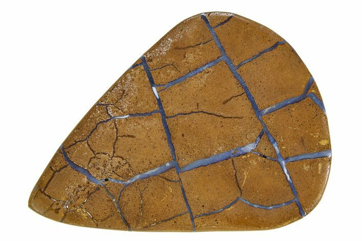 Polished Boulder Opal Specimen - Queensland, Australia #351914